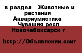  в раздел : Животные и растения » Аквариумистика . Чувашия респ.,Новочебоксарск г.